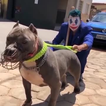 American bully | Pitbull🔥dog status | Pitbull lover😍| Pitbull dog fight scene | Dangerous dog breeds