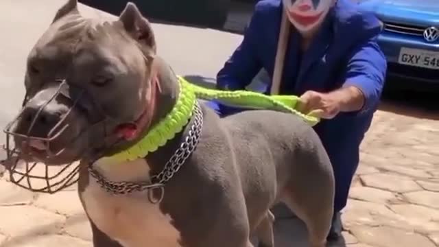 American bully | Pitbull🔥dog status | Pitbull lover😍| Pitbull dog fight scene | Dangerous dog breeds