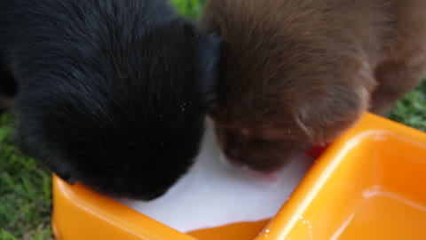 Cute Puppy Drinking Milk In Pet Plate