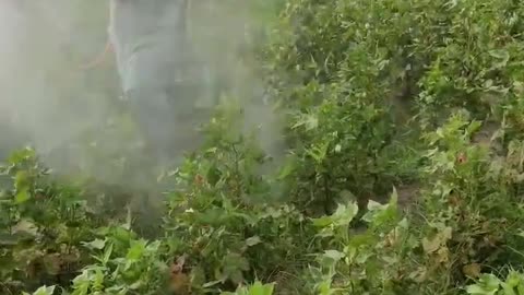 farmer spray