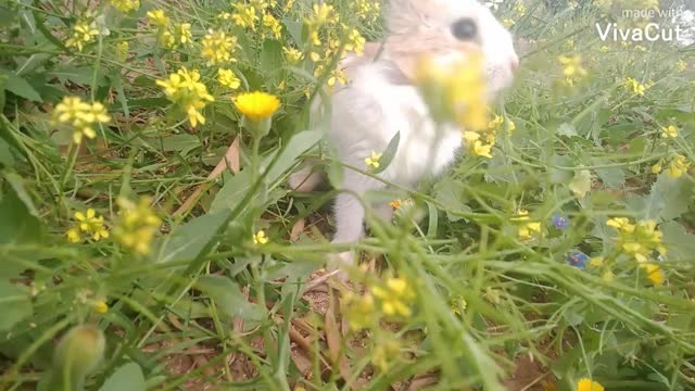 Cute little bunny playing funny🐇🐇