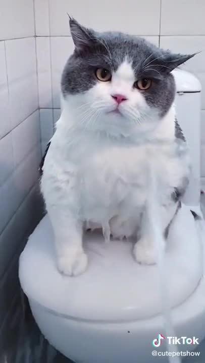 Cats are so funny PART 267 FUNNY CAT VIDEOS TIK TOK #Shorts