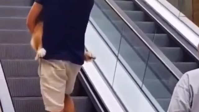 This dog is afraid to climb the escalators 😅🤗🙃