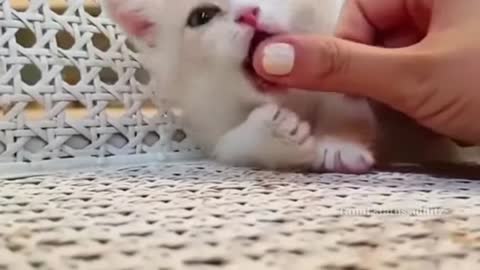 Cute cat reaction status video
