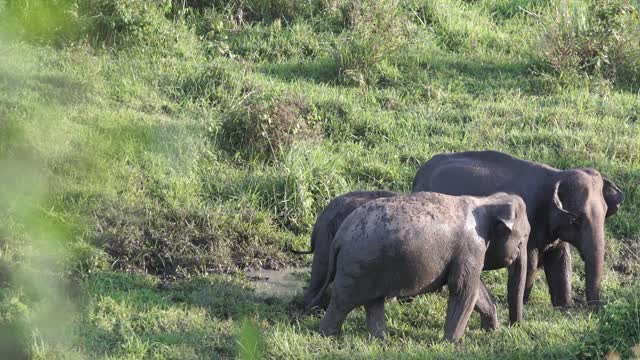 A Family of elephant grub