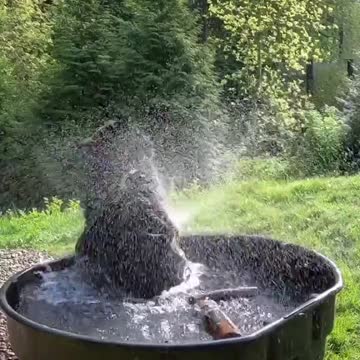 A BIG BLACK BEAR HAVING FUN TAKING A BATH.mp4