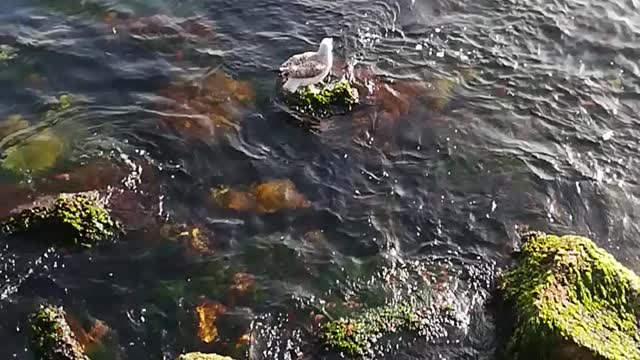 The seagull is resting on the rock