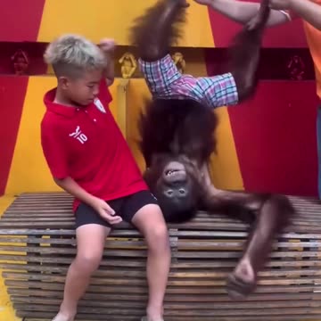 शरारती चिंपैंजी ने आदमी का औज़ार पकड़ लिया, mischievous chimpanzee caught hold of this man's tool