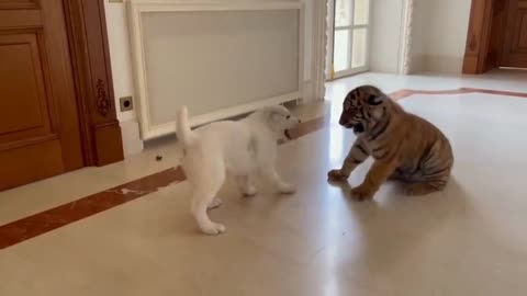 dog vs baby tiger !! Unbelievable