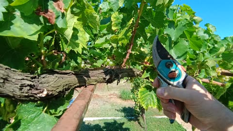 Hand tools for harvesting fruits