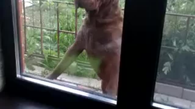My dog a funny