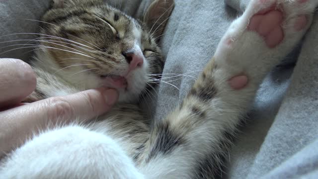 Adorable Baby Cat Sleeps in a Weird Position