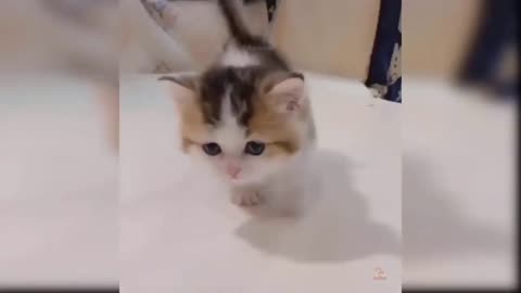 Well-Behaved Kitten