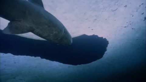 Walruses: Heavyweights With Unexpected Skills Part 12 | Free Documentary Nature