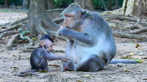 Funny animals# baby monkey life #77# love animals.