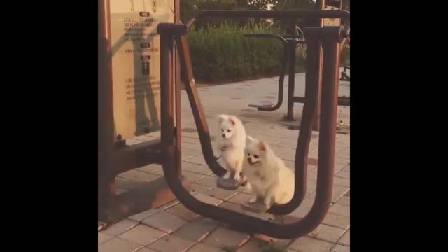 Gif video of dogs swinging