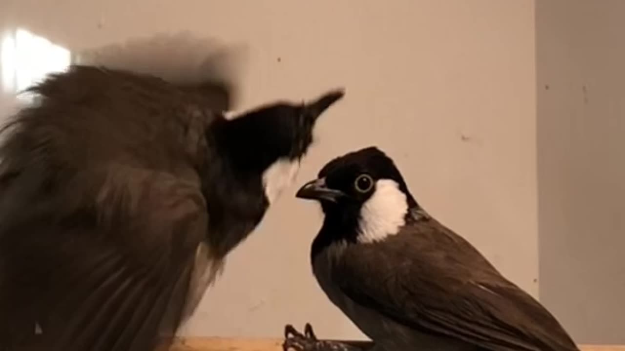 White eared bulbul - iraqi bulbul song and dance - birds