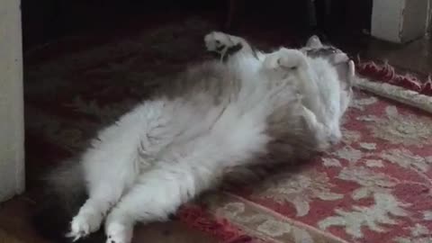 White cat laying on back in wooden doorway