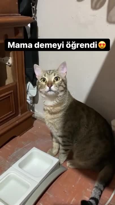 ps😹_ Best #funny Cats #shorts Video😂_ #trending #animals #reels