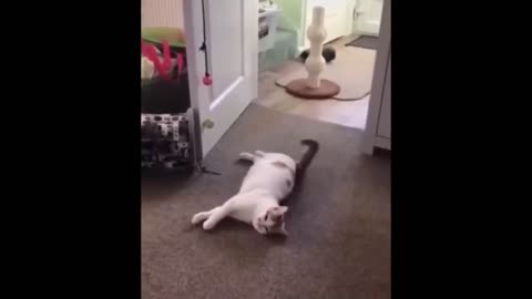 Funniest Cats and Dogs Videos -- Hilarious Animal Compilation 429