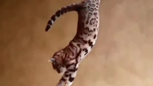 Amazing cat stunt😱😱😱😱😱