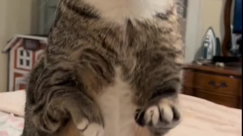 Incrível!! Gato fica em pé e assusta a dona