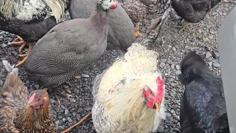 Chickens Follow Delivery Driver to Truck