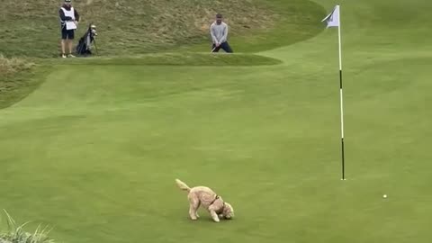 Dog decides to play fetch with golfer's ball