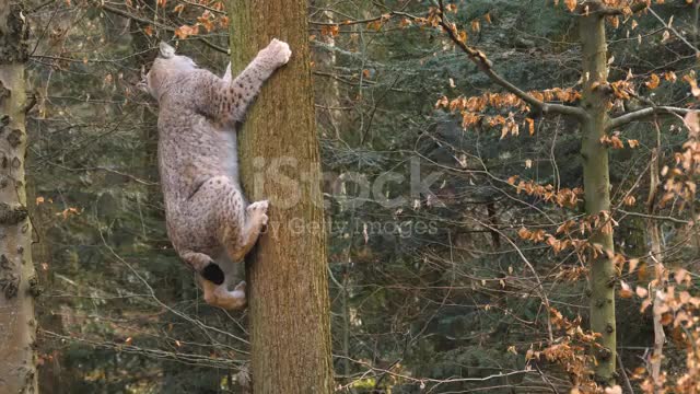 Close up of lynx cat climbing up a tree