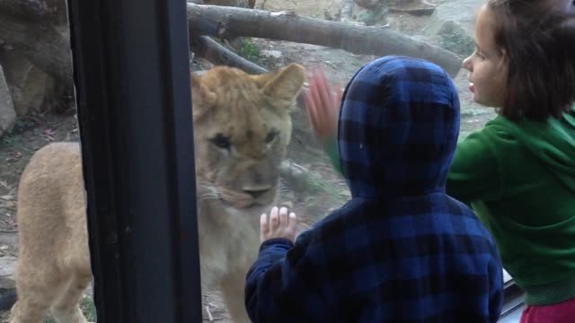 Lion Cub Wants To Play