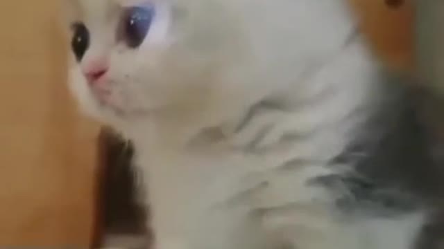 El gatito mas lindo del mundo