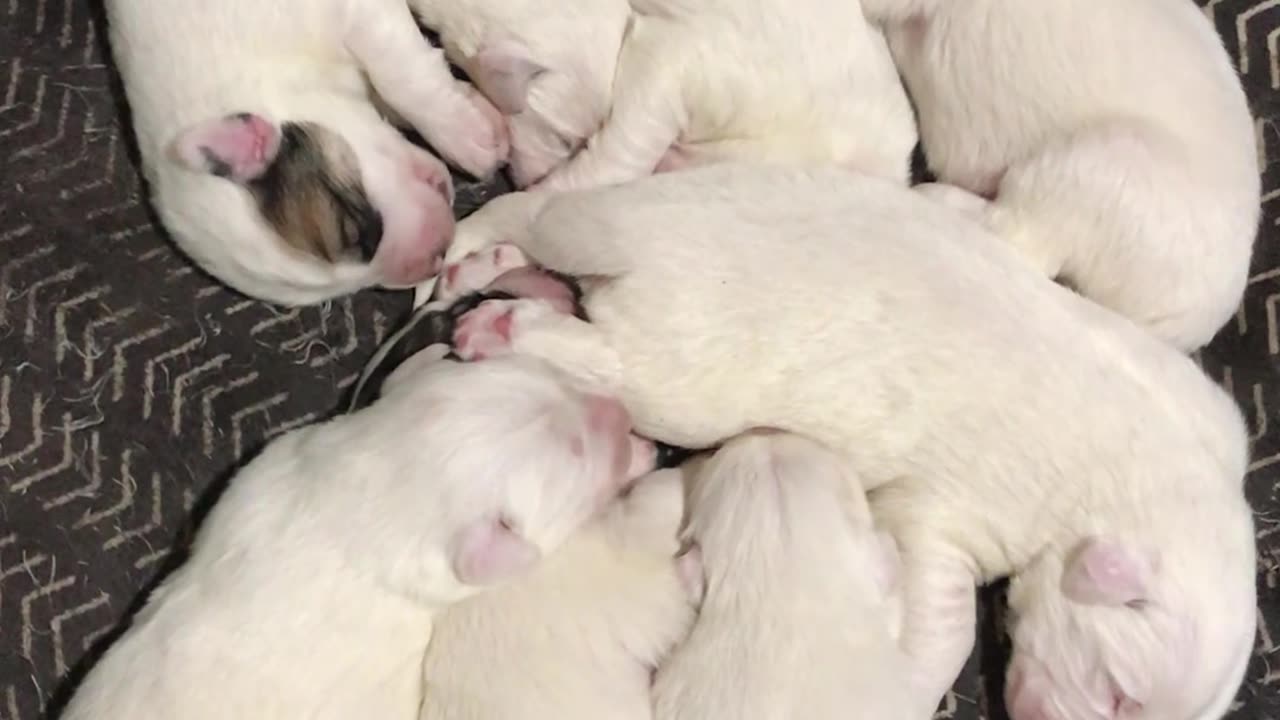 10-day-old pups only care about one thing...