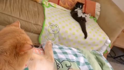 funny cats