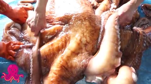 Incredible Giant Octopus Fishing - How Japan Chef Cutting Giant Octopus And Octopus Processing