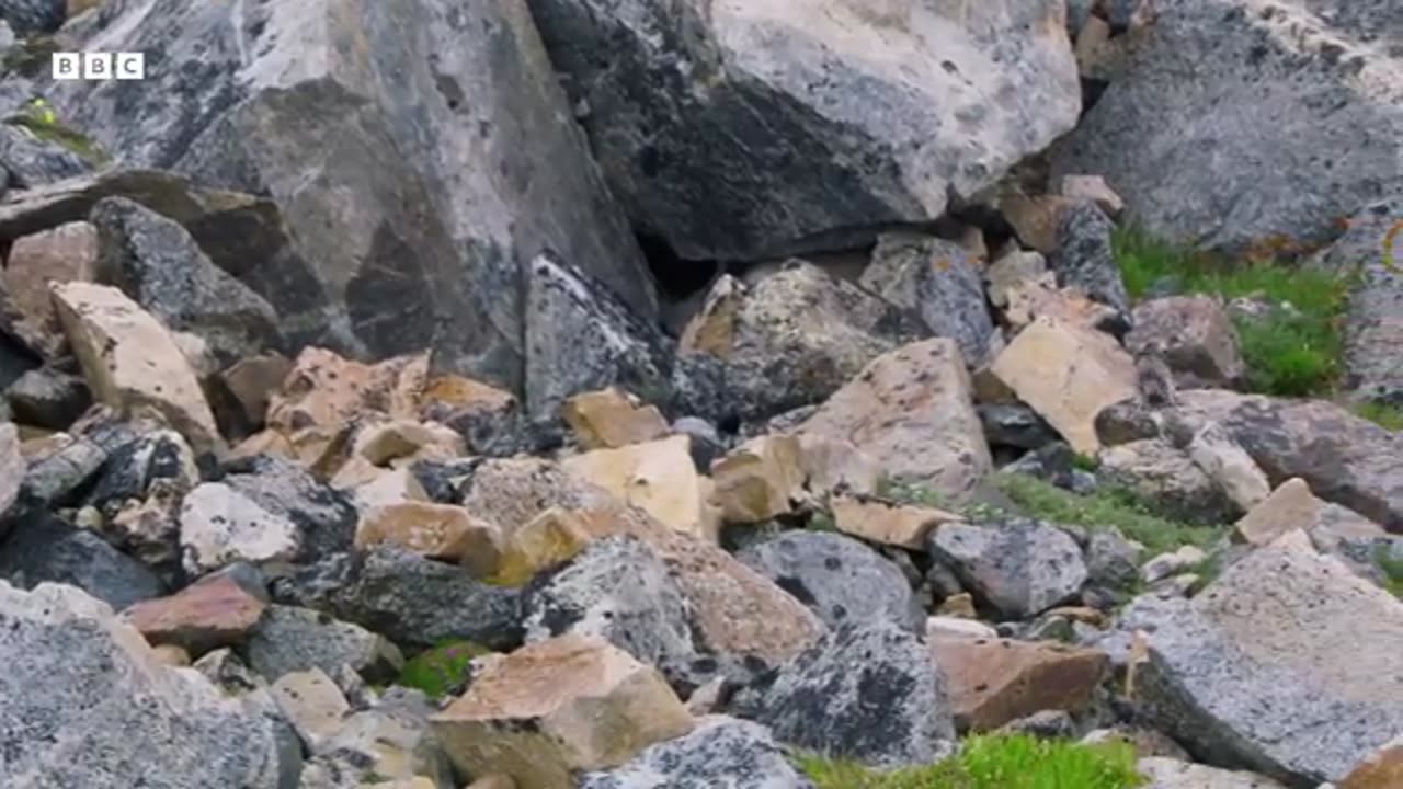 Cute Pika Steals Food From Neighbours