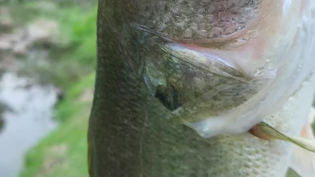 Backyard Bass!