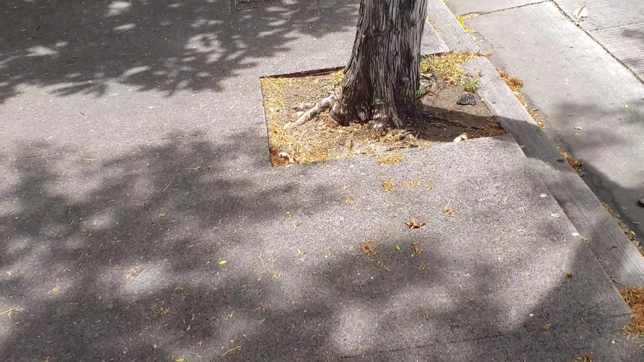 finding my frolic