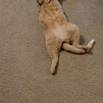 Cat exercise routine