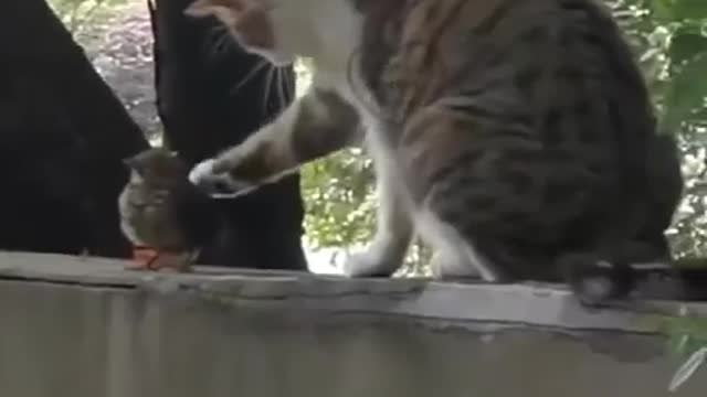 Cat,cats,funny cats,funny cat,cute cats,funny cat videos,cat videos,cute cat