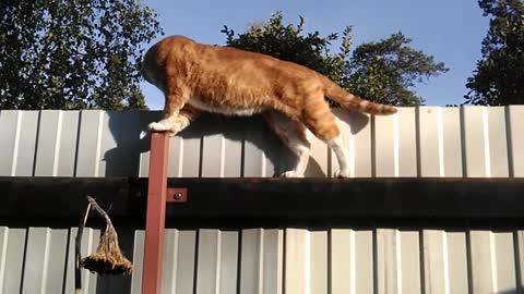 Cool Cat on the fence!!!