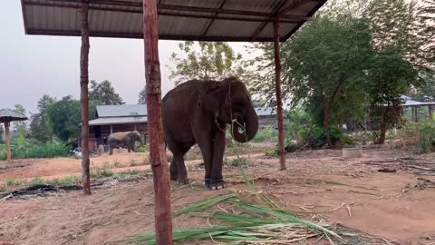 เกือบไม่รอด!! ถ้าไปไม่ทัน อัพเดทอาการ ช้างพังนำ้เพรช(เเม่นกเเก้ว) Mother elephant