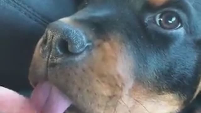 cachorro mostrando sua língua para o dono