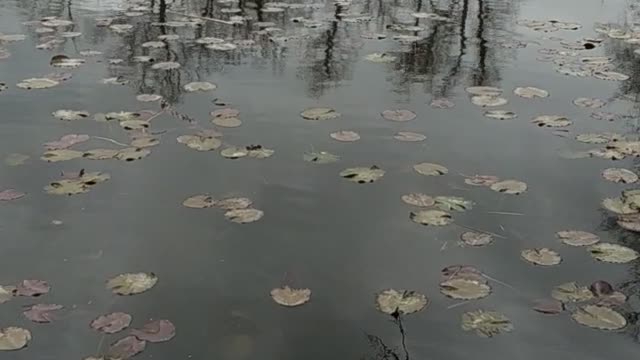 A very beautiful lake with unusually large fish and very beautiful.