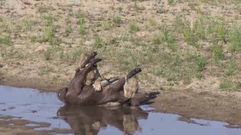 the brutality of a lion