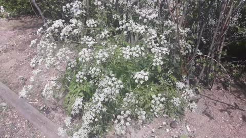 White flower field