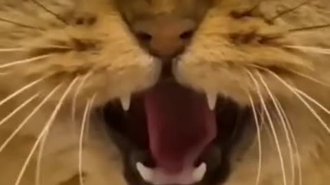 Most funny cat and dog videos/Best Funniest Animals🤣Videos de chats,chiens à mourir de rire