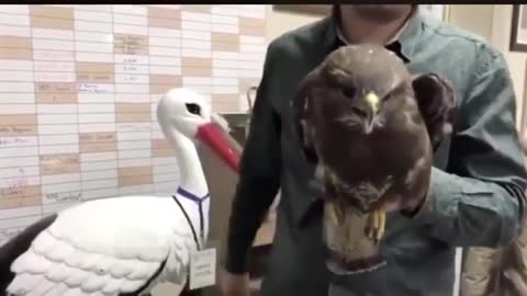 Hawk Incredible head stabilization