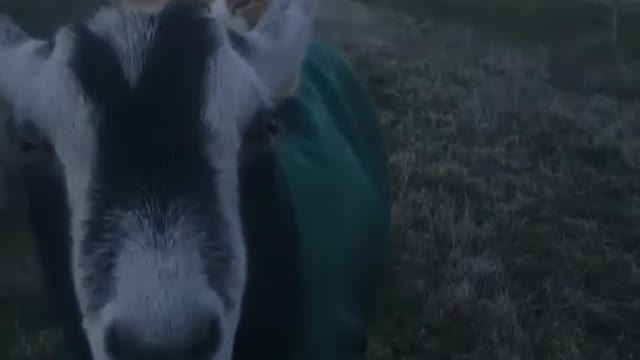 Cat on a goat with a green sweater on
