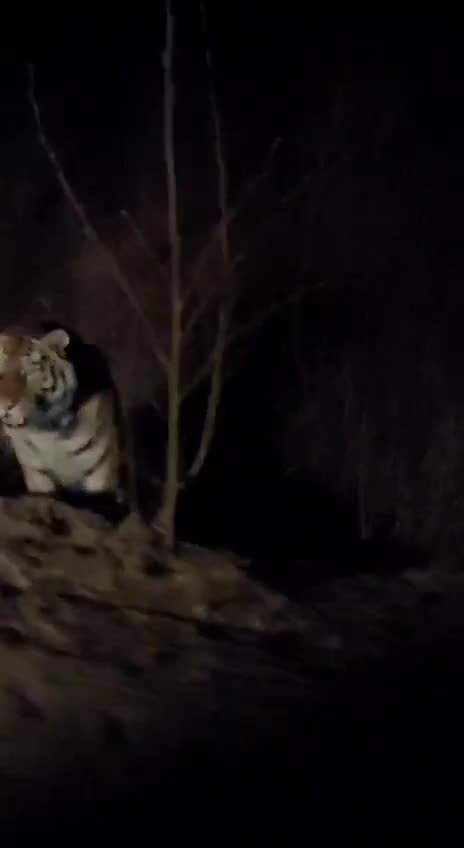 Too close for comfort with Siberian tiger 😱