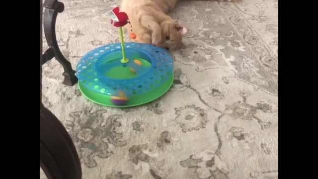 Cute cat playing with his toy 🥰